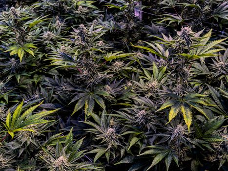 High-quality image of dense cannabis plants in full bloom with vibrant lush leaves.