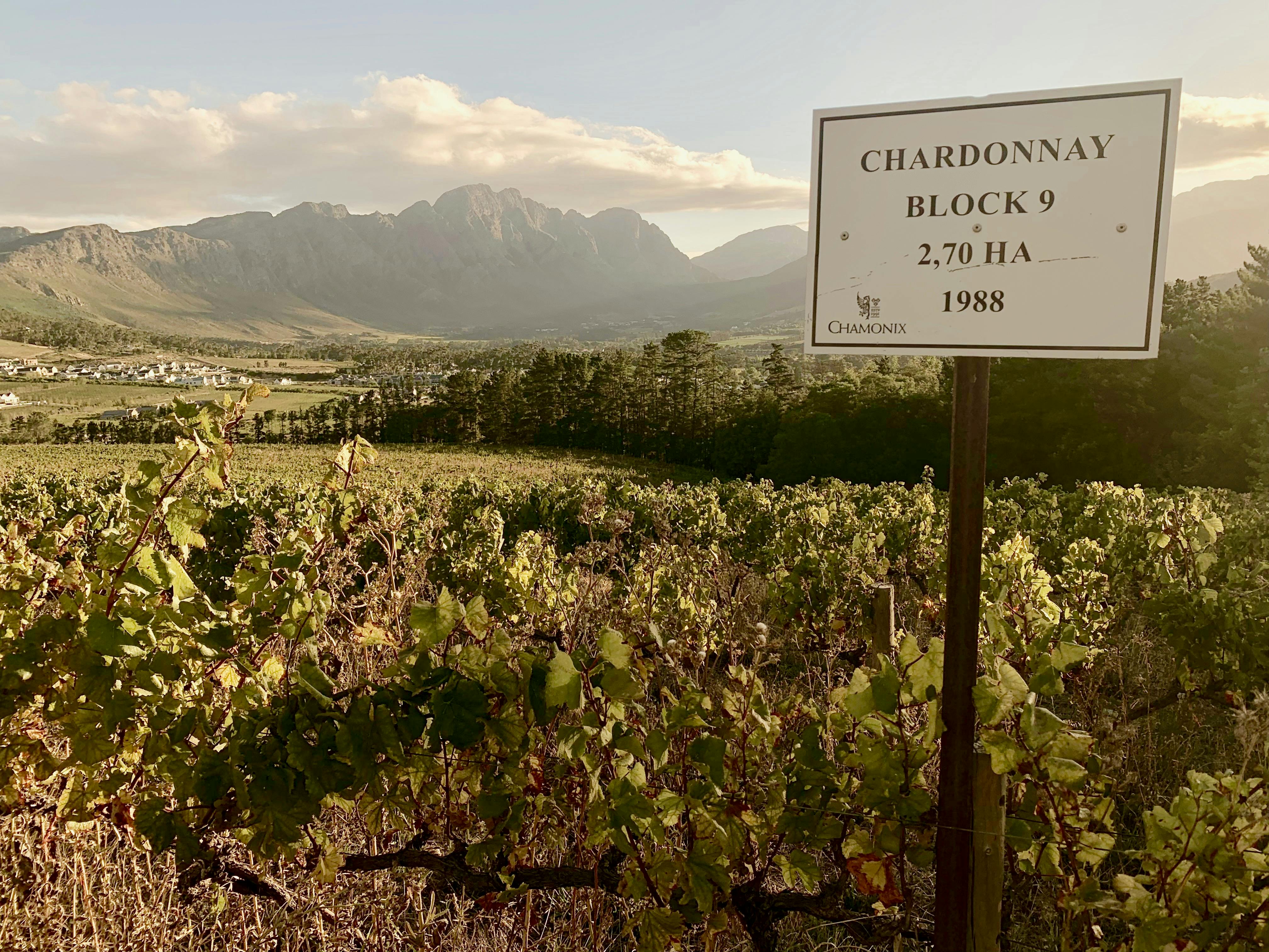Free stock photo of Wine Winery Farm Wineland Chadornnay Mountains