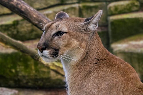 Cougar in Zoo