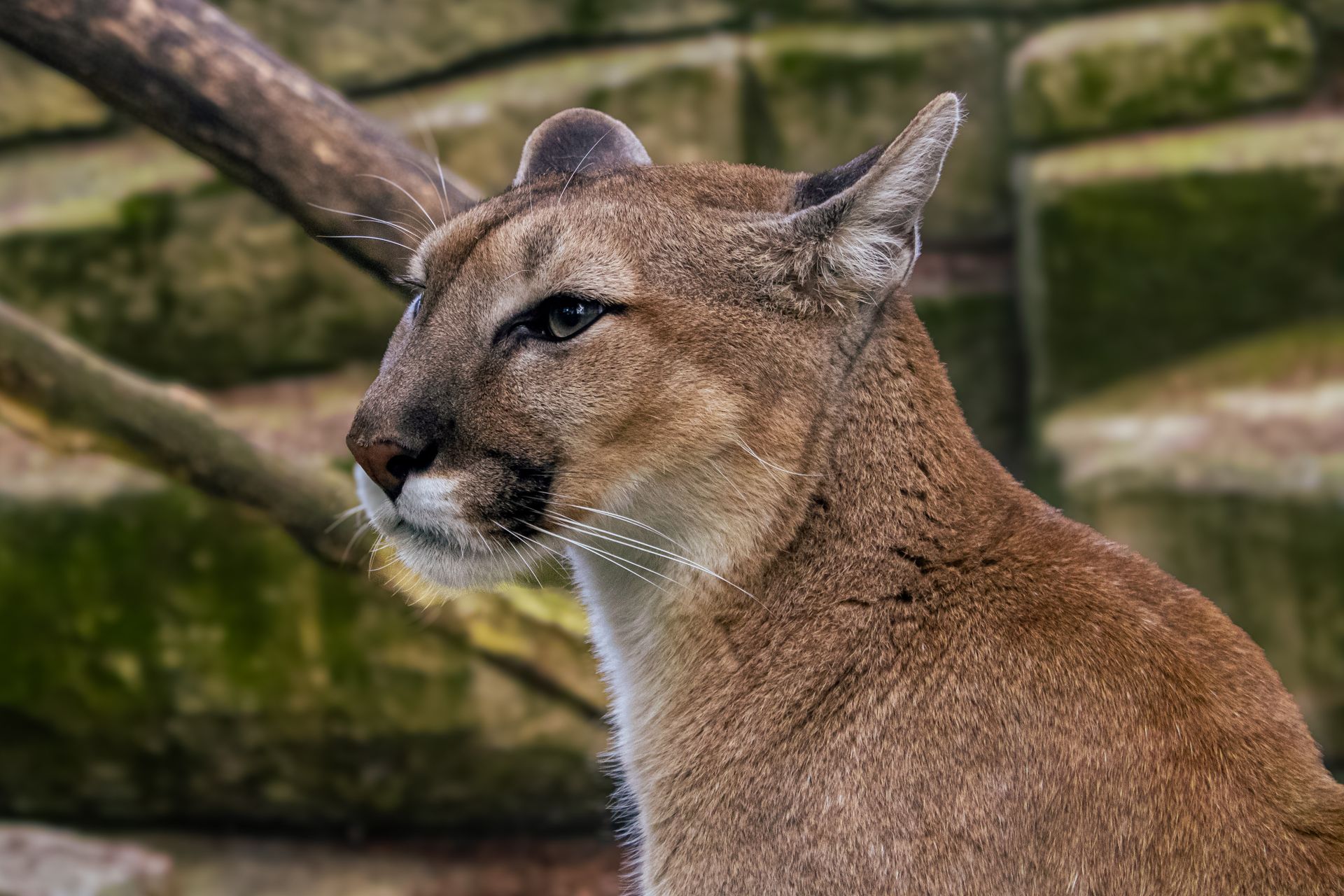 Cougar in Zoo