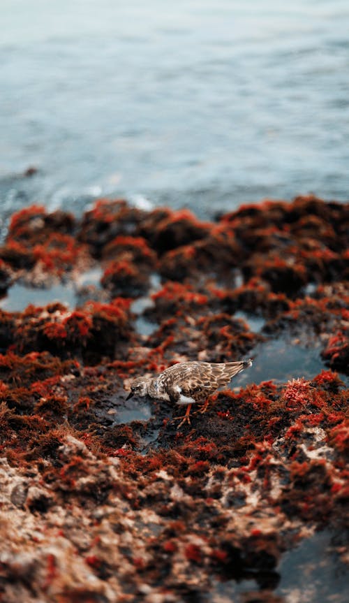 Gratis stockfoto met fowel, h2o, strand