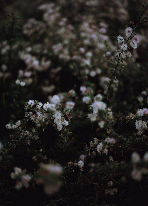 Abundance of Small Flowers