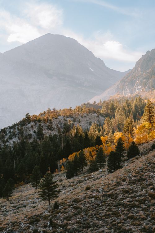 Free A stunning autumnal view of Yosemite's mountains with trees and vibrant fall colors. Stock Photo