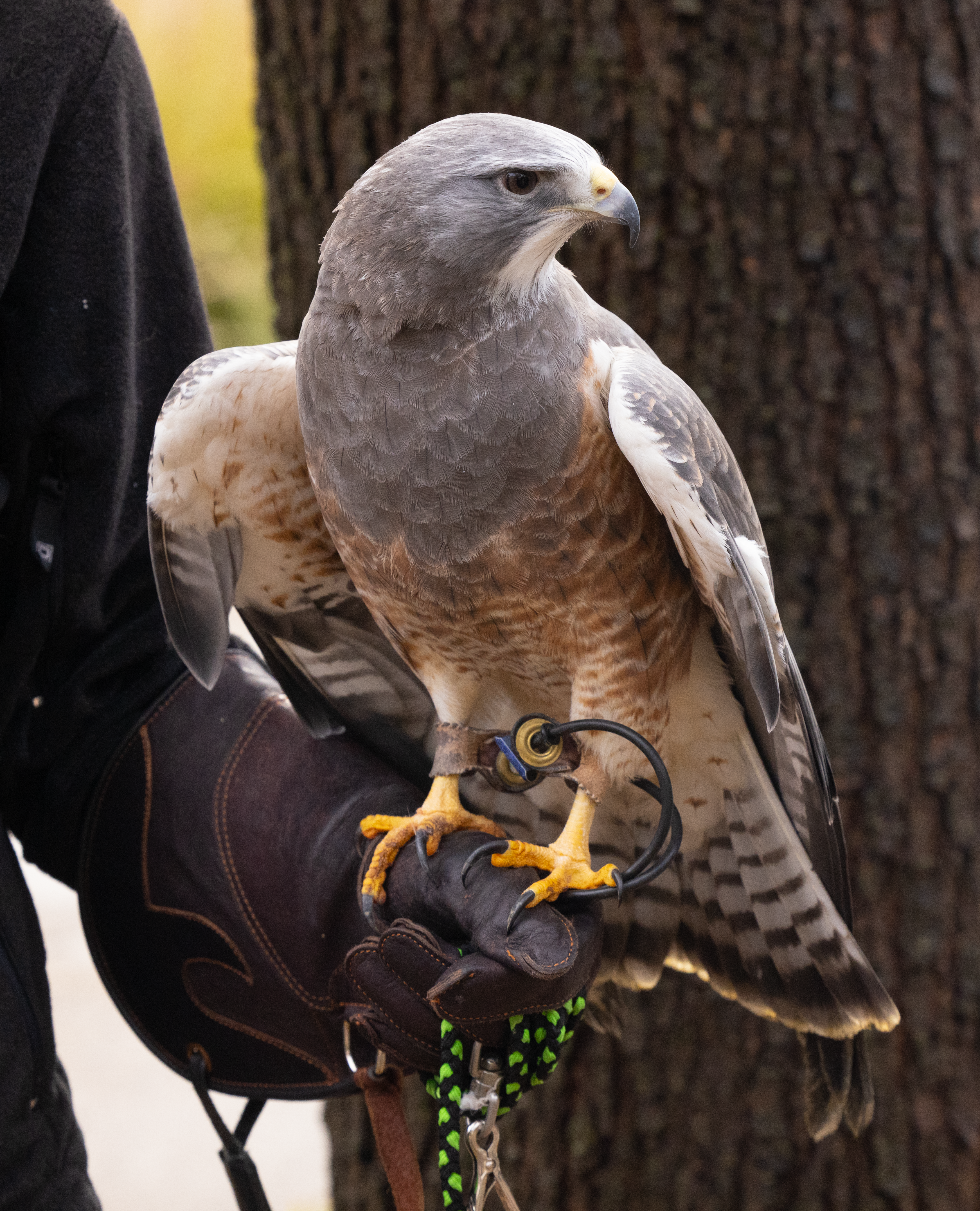 A detailed shot of a bird of prey perched on a falconer's glove, showcasing majestic feathers and falconry equipment.