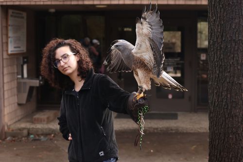 Free A woman holding a bird of prey outdoors, showcasing human-animal interaction. Stock Photo