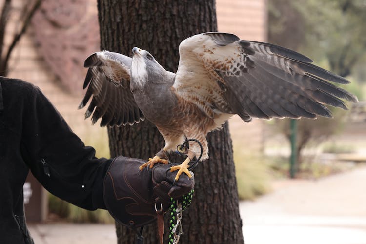 Falcon In Close Up