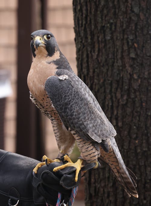 Immagine gratuita di albero, falconeria, focus selettivo