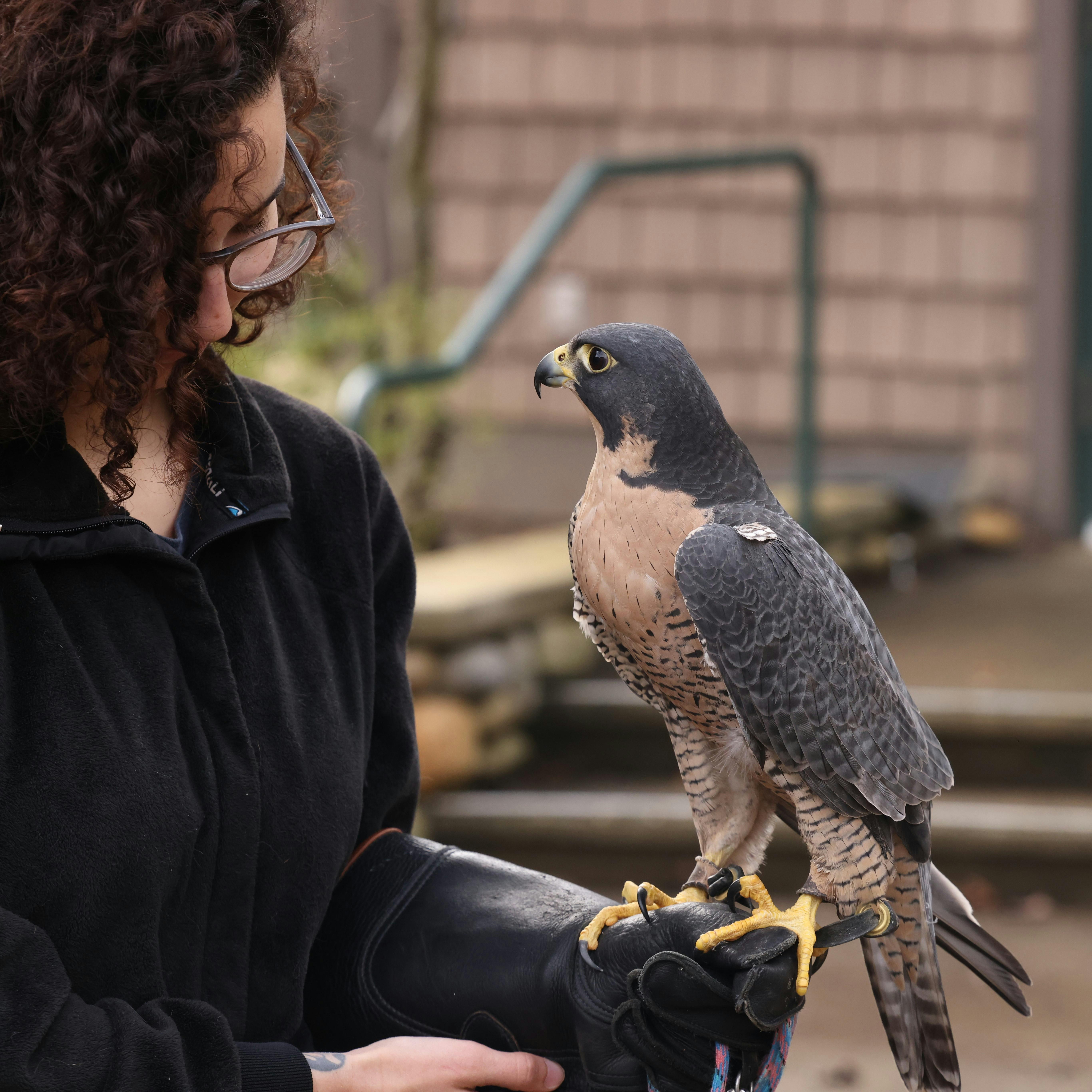 BGSU continues to support nonpartisan civic engagement - BG Falcon Media — Photo by Sean P. Twomey on Pexels