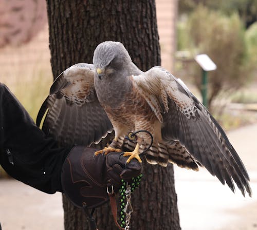 Immagine gratuita di falconeria, focus selettivo, fotografia di animali