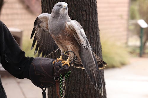 Immagine gratuita di falconeria, focus selettivo, fotografia di animali