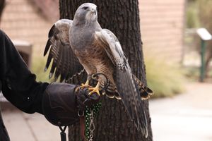A small falcon perched on a gloved hand — photo by Sean P. Twomey on Pexels