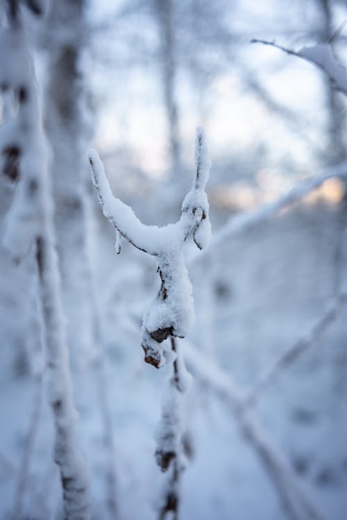 Snow on Bare Branch in Winter
