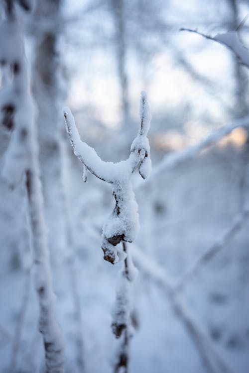 Kostnadsfri bild av gren, kall, naken