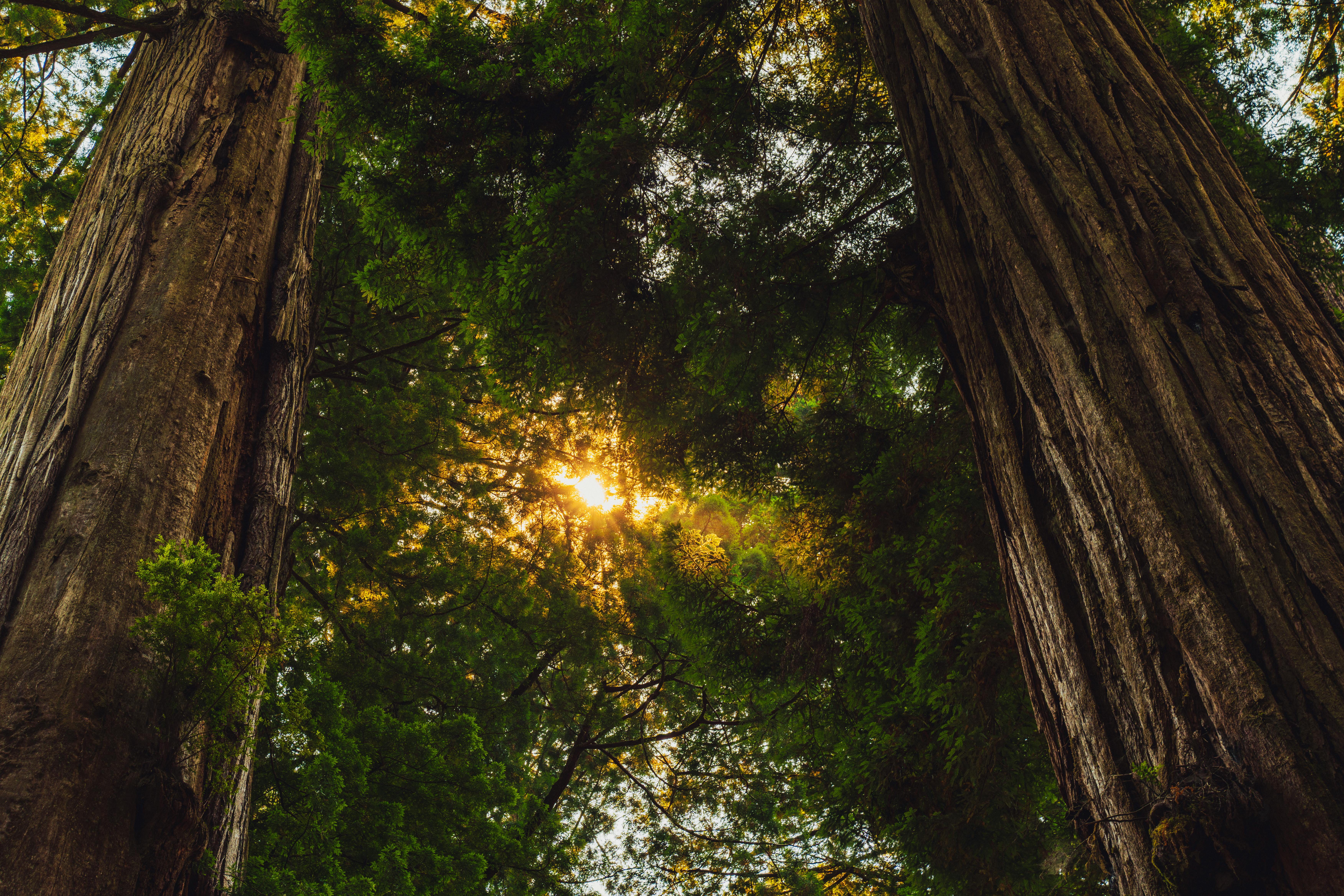 Sunlight filters through the towering redwoods in Crescent City, CA forest.