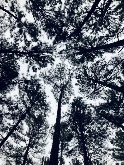 Free Monochrome image of pine trees viewed from below in Diyatalawa, Sri Lanka. Stock Photo