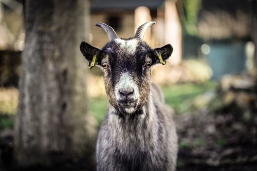 Free A detailed close-up of a goat with horns, tags, and a blurred natural background. Stock Photo
