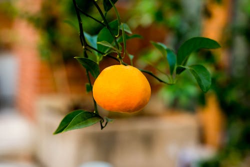 Kostenloses Stock Foto zu früchte, mandarinen, orange