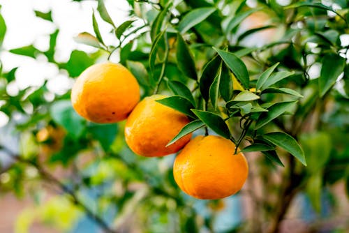 Ingyenes stockfotó gyümölcsök, narancs témában