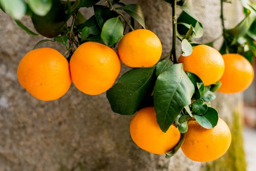 Ingyenes stockfotó gyümölcsök, mandarinok, narancs témában