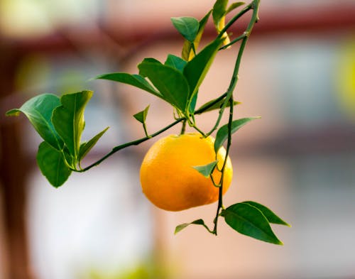 Základová fotografie zdarma na téma oranžová