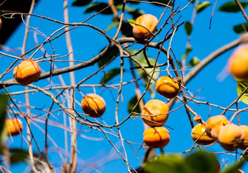 Kostnadsfri bild av frukt, persimon