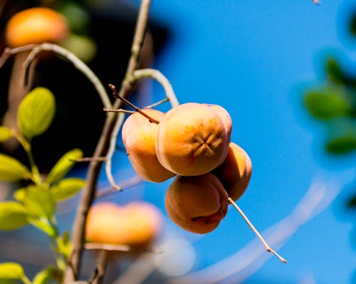 Kostenloses Stock Foto zu früchte, persimmon