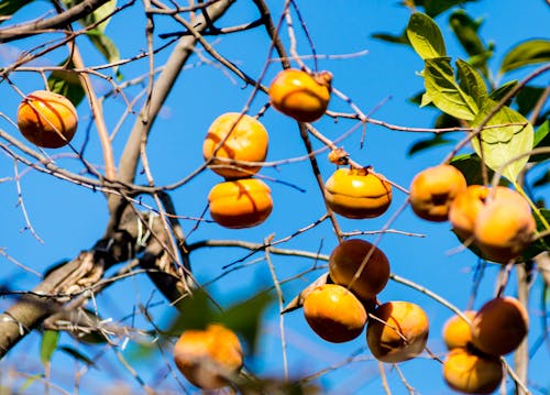Kostenloses Stock Foto zu früchte, persimmon