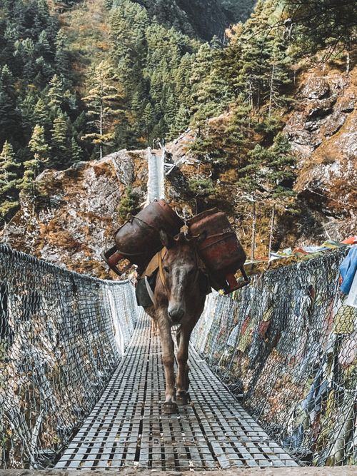 Free Pack mule carrying load across a suspension bridge in Nepalese mountains, scenic outdoor view. Stock Photo