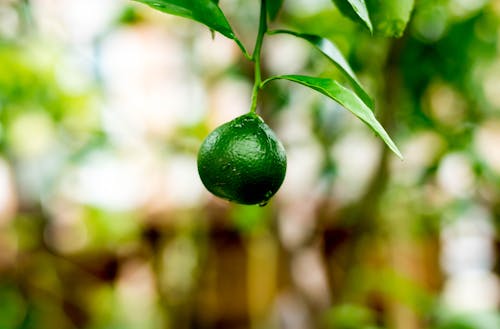 Ingyenes stockfotó gyümölcsök, mandarinok témában