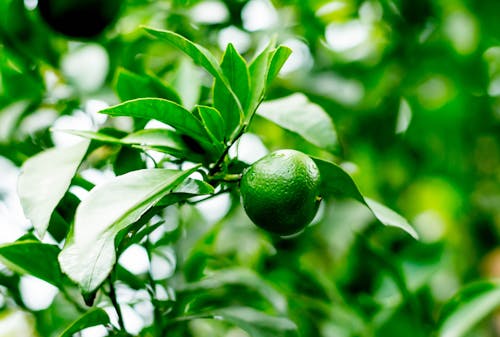 Ingyenes stockfotó gyümölcsök, mandarinok, zöld gyümölcs témában