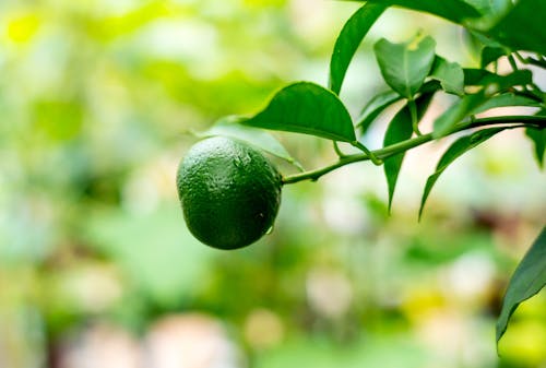 Ingyenes stockfotó gyümölcsök, mandarinok, zöld mandarin témában