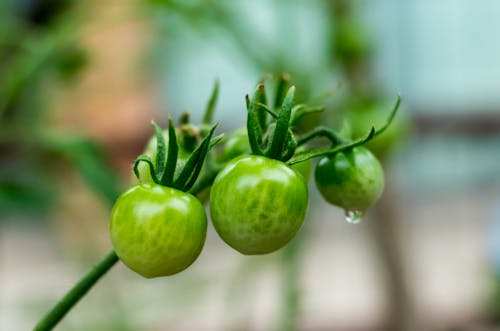 Ilmainen kuvapankkikuva tunnisteilla melonin hedelmät, 蕃茄