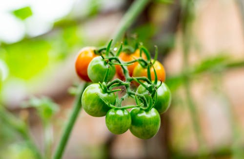 Ilmainen kuvapankkikuva tunnisteilla kirsikkatomaatit, melonin hedelmät