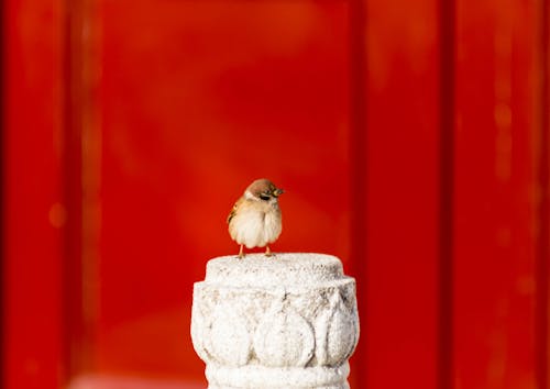 Základová fotografie zdarma na téma dům finch, vrabec