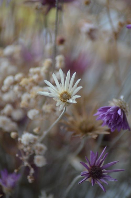Free Close-up of delicate white and purple wildflowers showcasing their natural beauty. Stock Photo