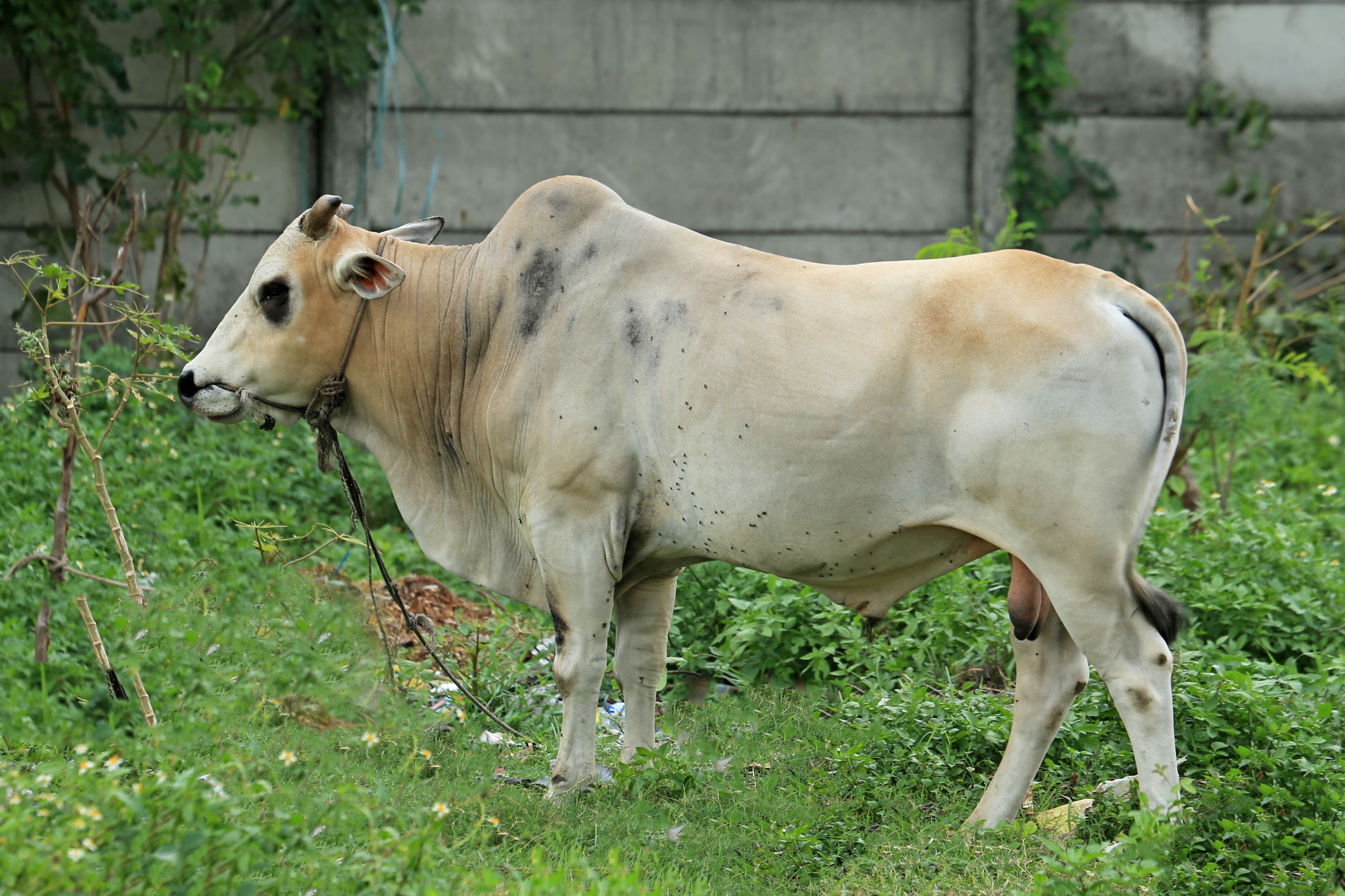 Gangatiri cow standing in a grassy field with greenery and a concrete wall in the background.