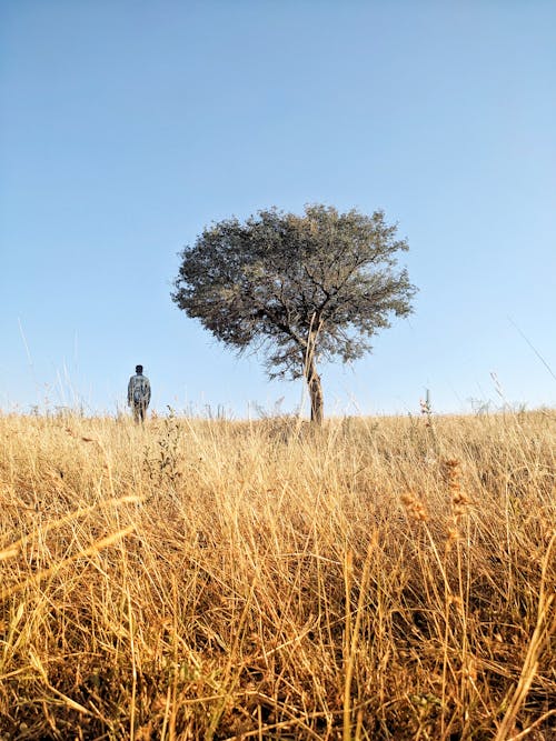Free A Man by the Tree in a Field Stock Photo