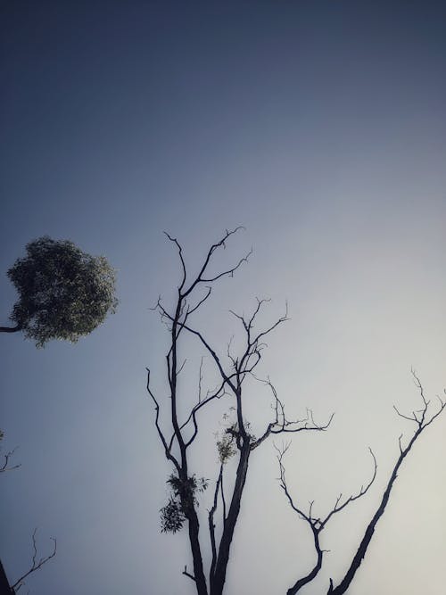 Free stock photo of beautiful sky, pattern background, tree palm