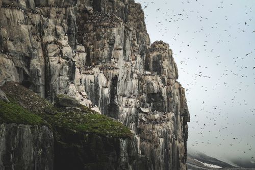 Free A large flock of birds nesting on rugged cliffs surrounded by misty skies, showcasing wildlife in nature. Stock Photo