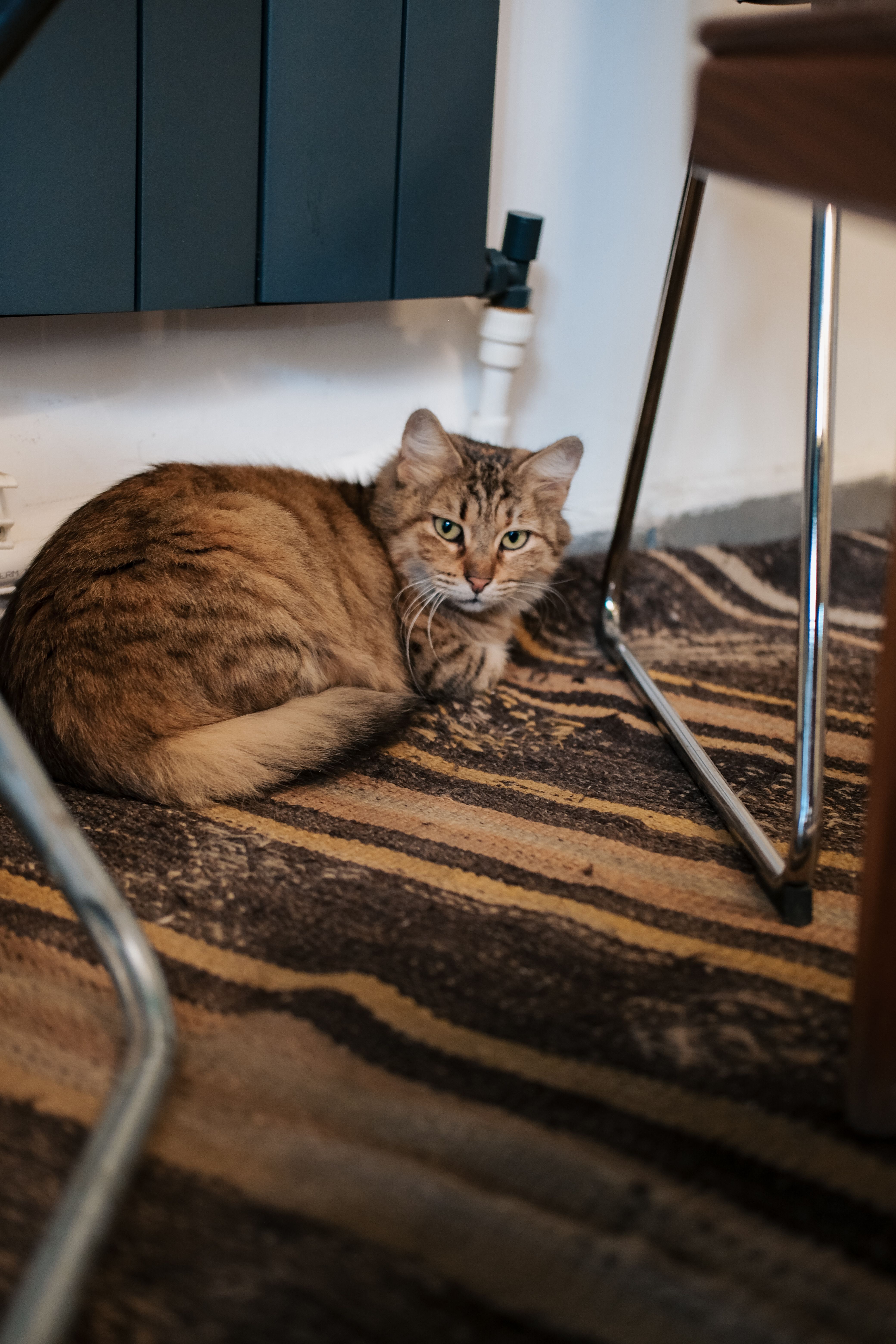 Striped Cat on a Brown Striped Carpet · Free Stock Photo