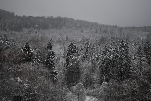 Foto d'estoc gratuïta de arbres, bosc, boscos