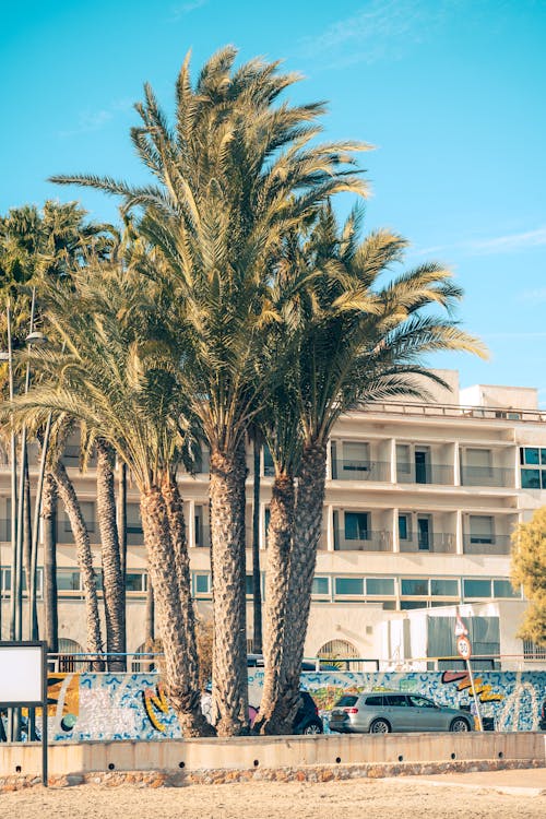 Gratis stockfoto met exotisch, palmbomen, resort