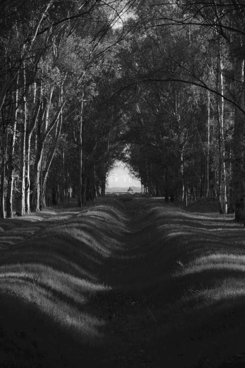 Foto d'estoc gratuïta de arbres, arbusts, blanc i negre