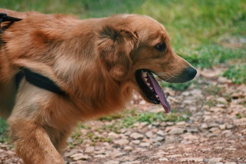 A Golden Retriever on a Dog Walk in a Park 