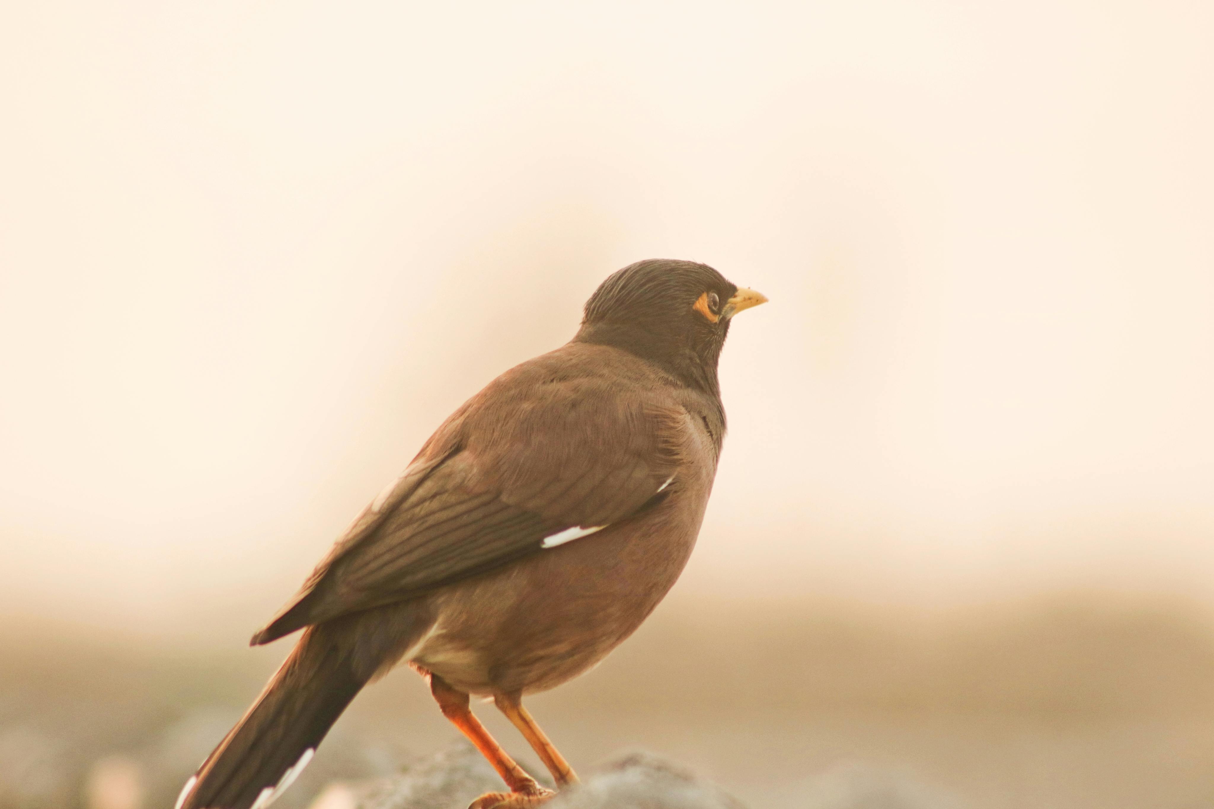 close up of a common myna