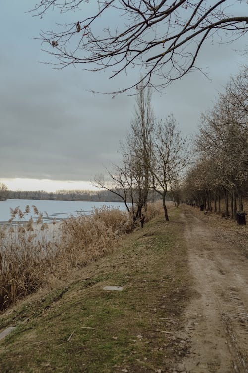 A Pathway between Trees and along a Body of Water 