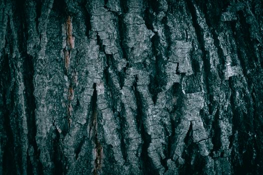Detailed close-up of rugged tree bark highlighting natural texture and earthy tones.