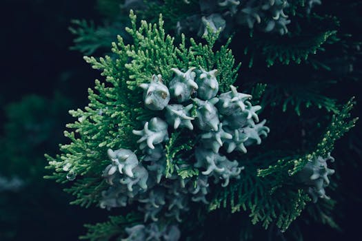 Detailed view of green coniferous branch with cones and droplets, highlighting natural texture and moisture.