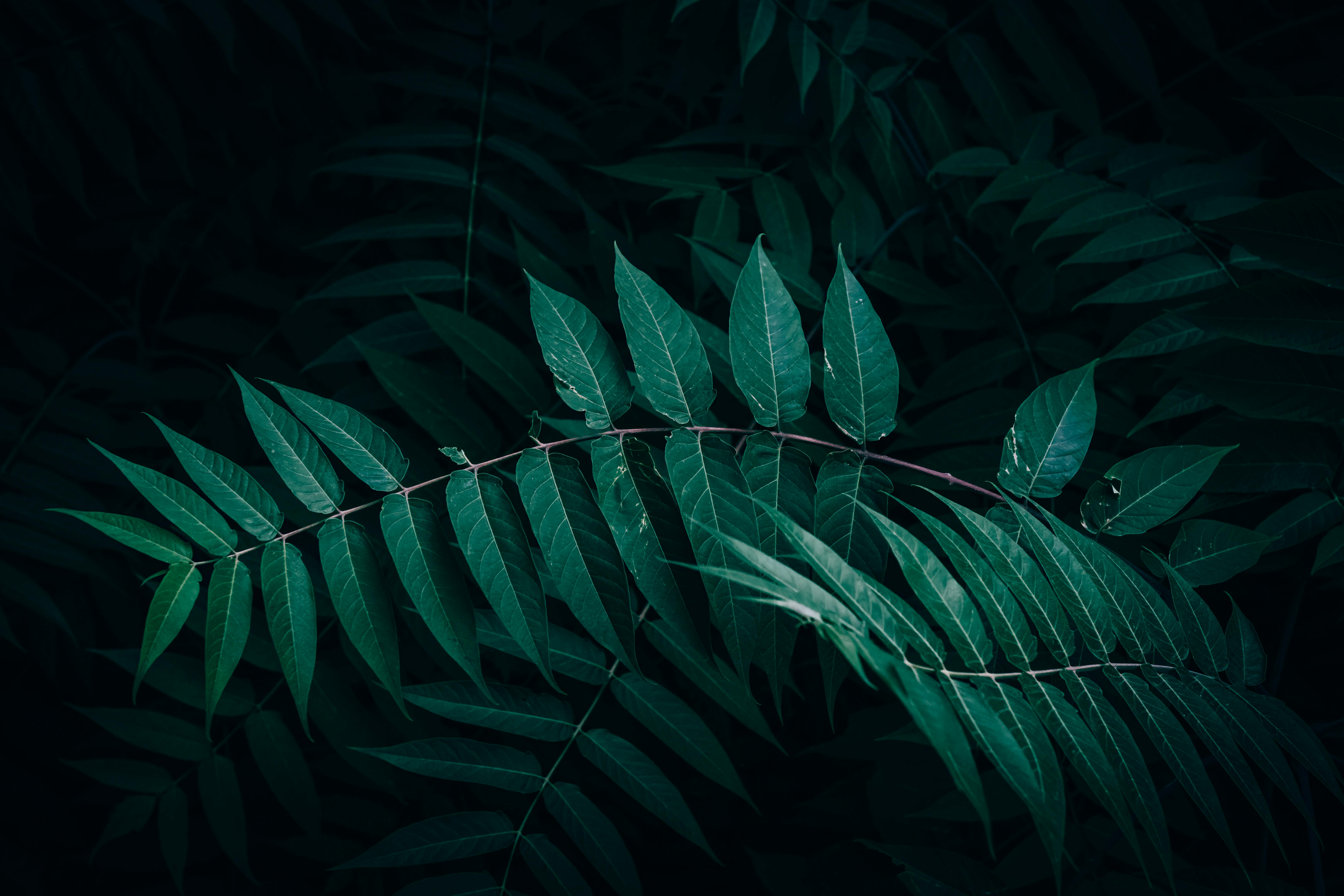 Die Geheimnisse des Essigbaums: Dein natürlicher Superheld im Garten!