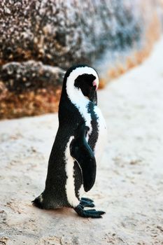 penguin photo